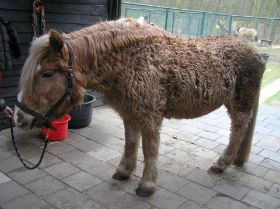 milly_scheren_di_29_maart_2011_001.JPG