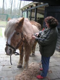 milly_scheren_di_29_maart_2011_003.JPG