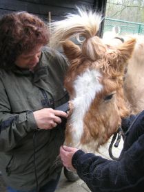 milly_scheren_di_29_maart_2011_008.JPG