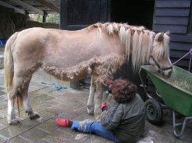 milly_scheren_di_29_maart_2011_013.JPG
