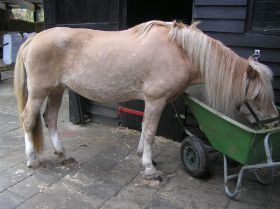milly_scheren_di_29_maart_2011_017.JPG